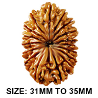 17 (सप्तदश) Mukhi Rudraksha